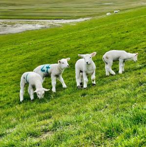 Inselwohnung Nordstrand