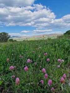 Long Meadow Shepherd Hut - Brecon Beacons, LD3 7TD