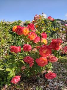 Maisons de vacances Les Gites du Mont Ventoux : photos des chambres