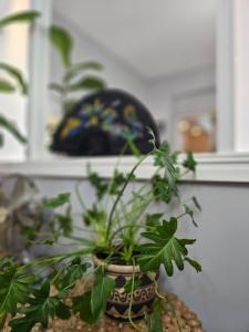 Colourful Ground Floor Gem