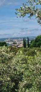 Tra gli ulivi e il panorama