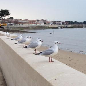 Cap sur La Flotte ,Maisons centre-ville Jardin mélange art fleurs