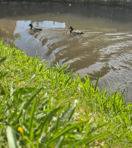 Chalet de charme en pleine ville
