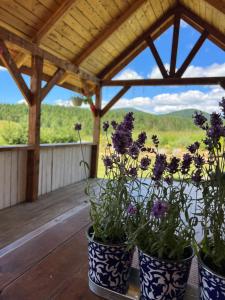 Омріяні Карпати