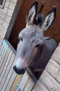 Hendre Glamping Retreat, The Rabbit Warren