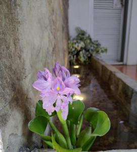 Hotel Magnolia cuetzalan