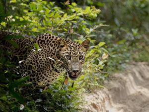 Feel Like Home Hostel Anuradhapura