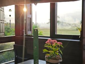 Fieldlight & pool