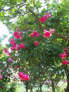 Apartments and Rooms Lijesevic