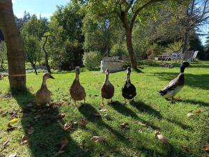 Die Alm in Schöllbüchl - Zelt