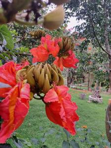 Lạc Dương Tiên Cảnh - Bungalow