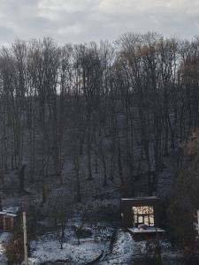 Forest Studio Corunca