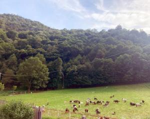 Ballabio IRIS - Relaxing Alpine Getaway