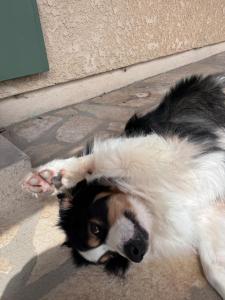 Appartements Sauna & SPA privatif - Wellness Source Azur : photos des chambres