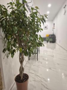 The Stone Loft Cuccureddu