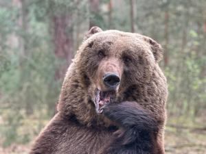 Wildpark Johannismühle