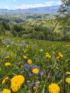 Alpine Escape Studios