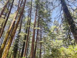 Astitva off-beat Forest Home