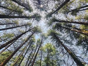 Astitva off-beat Forest Home