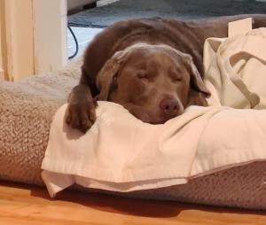 Bed & Breakfast Bonn