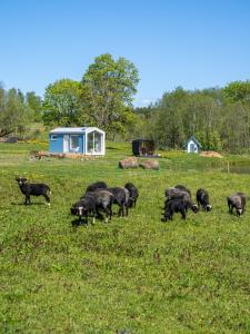 Tiny house at countryside