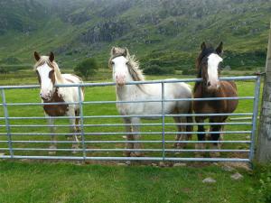 Purple Mountain Cottage
