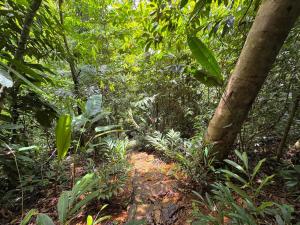 New, Private River, Wifi, AC, King Bed, Jungle Shower