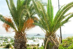 Apartamento Archodia Studios Kefalos Grecia