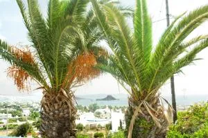 Archodia Studios - Kéfalos