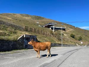 Appartements Le Modern & Mountain 2 etoiles : photos des chambres