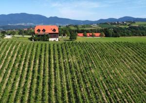 Rooms Bolfan Vinski Vrh