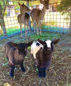 Agriturismo Iloghe img45