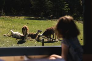 Chalets Parcel Tiny House Barroux, entoure par les lamas pres du Mont Ventoux : photos des chambres