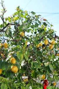 Apartments Gentian Oruci