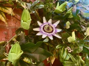 Avalon Retreat Cabin