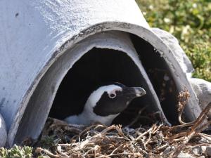 Romansbaai Beach House