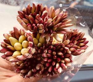 Habibi-Danydan-LaGoulette