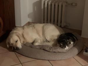 Gîte de charme avec piscine dans un environnement bucolique