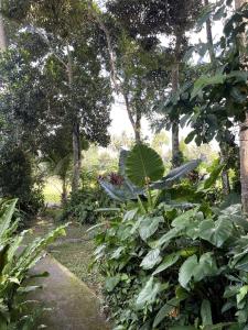 Heliconia, at T house kaja