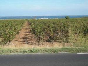 Maisons de vacances Charming Marseillan House with Great Location : photos des chambres