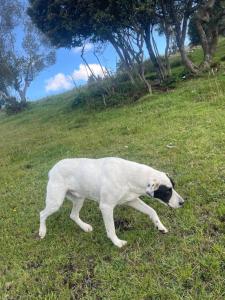 Eco Cabaña de Olga con vistas a la ciudad de Bogota