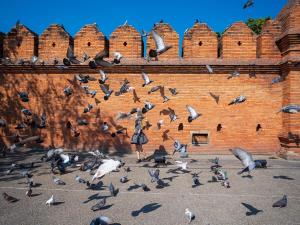 Historic Villa in Thapae