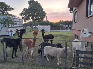 Agroturystyka Malary