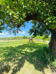 Maisons de vacances Les crins de Nature 2-5p - Haras de la Varende : photos des chambres