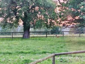 Maisons de vacances Les crins de Nature 2-5p - Haras de la Varende : photos des chambres