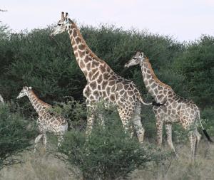 Korabi Lodge & Game Farm