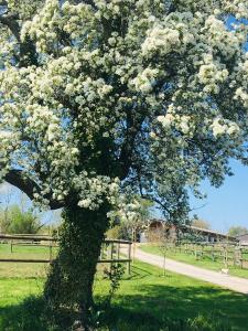 Maisons de vacances Les crins de Nature 2-5p - Haras de la Varende : photos des chambres