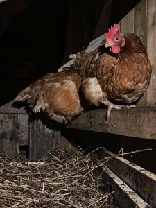 Maisons de vacances Le Bonheur Normand a la Mini Ferme : photos des chambres