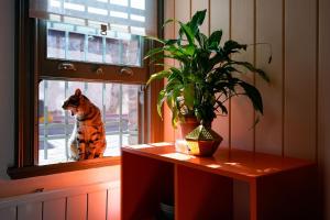 Balat Boutique Hotel Historic House Near Golden Horn