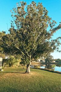 Small Lakeview Suite Near Disney & Universal